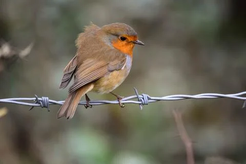 Bird on a wire Stock Photos
