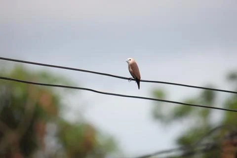 A bird on a wire Stock Photos