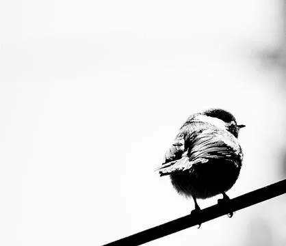 Bird on a wire Stock Photos