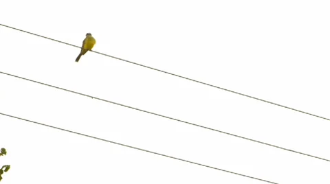 Bird on wire post 動画素材 37624951