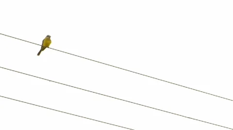 Bird on wire post 動画素材 37624954