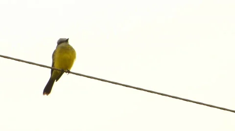 Bird on wire post 動画素材 37624966