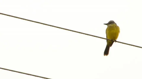 Bird on wire post 動画素材 37680163