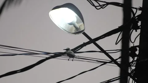 Bird on Wire Under Streetlight – Slow Motion Stock Footage 311074677