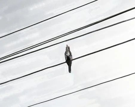 Bird on the wires Stock Illustration