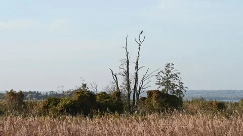 Bird on a withered, old tree 스톡 동영상 288830101