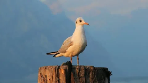 Bird on wood plank close Stock Footage 20488929