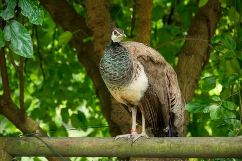 Bird on a wood railing Stock Photos