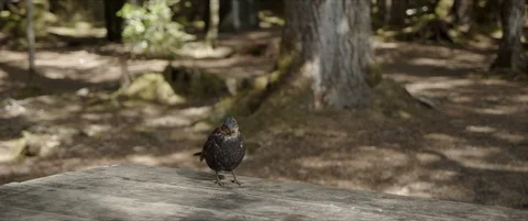 A bird on a wood table in a forest. Video stock 129280151