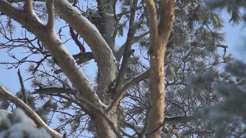 Bird of a woodpecker gouges on a coniferous tree in a winter forest Stock Footage 86385856