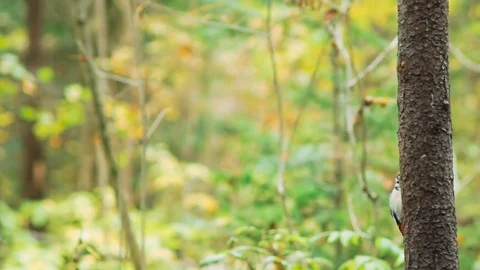 Bird woodpecker sits on a trunk of a thin tree in an autumn forest Video stock 80983020