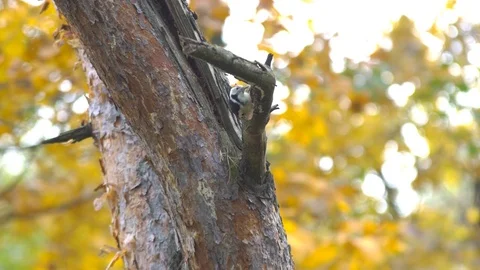 Bird Woodpecker on the Tree Stock Footage 81420374