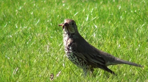 Bird worm Stock Footage 5516008