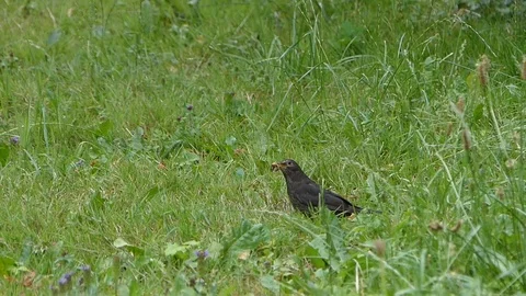 Bird with a worm in its beak Stock Footage 89756838