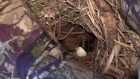 Bird wren puts head next to egg to listen Stock Footage 75860345