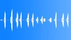BIRD, WRENSound Effect