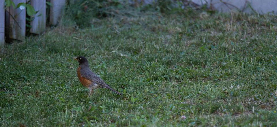 Bird In the Yard Foto stock