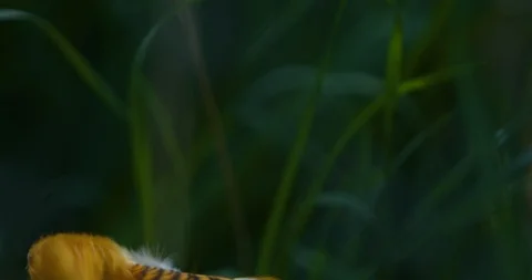 Bird with yellow tuft biting grass Stock Footage 91401722