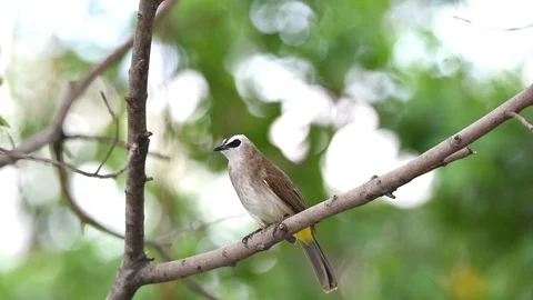 Bird (Yellow-vented Bulbul) on tree in nature wild Stock Footage 118290108