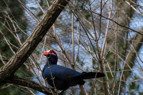 Bird at zoo Stock Photos