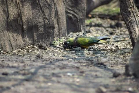 Bird on zoo Stock Photos