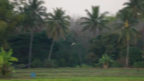 Bird02Bird flock flying slow motion on sky background Stock Footage 231009668