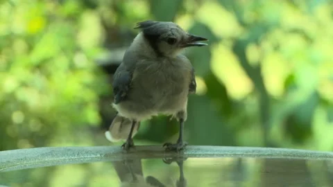 Birdbath bluejay drinking Stock Footage 203993196