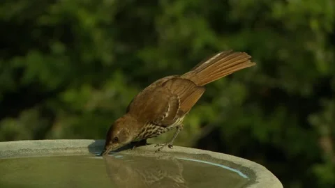 Birdbath brown thrasher drink Stock Footage 203993195