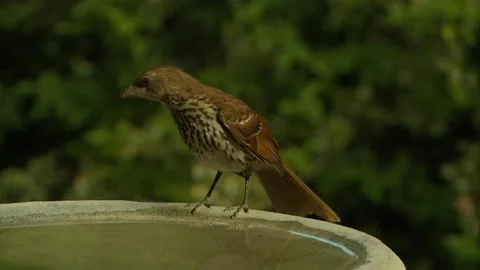 Birdbath brown thrasher drinking Stock Footage 203993197