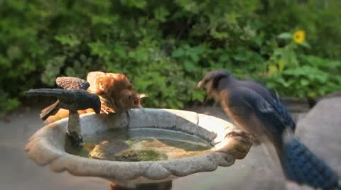 Birdbath Duel 10 Video stock 10575936