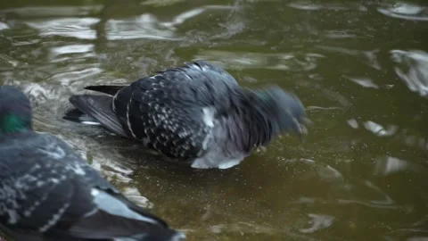 Birdbath Stock Footage 289669737