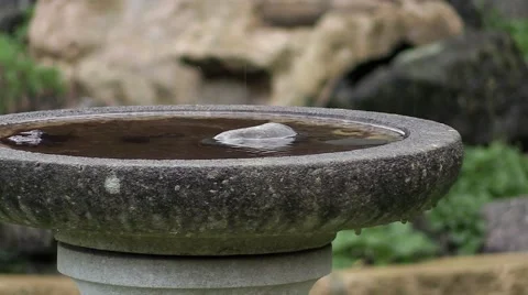 Birdbath rain 스톡 동영상 59412484