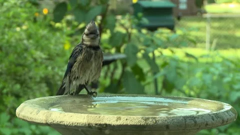 Birdbath wet blue jay Stock Footage 203993191