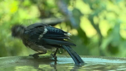 Birdbath young blue jay splashing Stock Footage 203993194