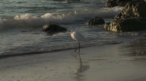 BirdBreakwater Stock Footage 959255