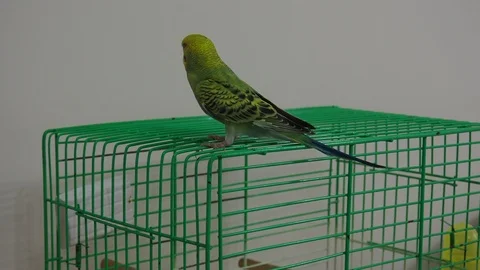 Birdcage and budgerigar Stock Footage 93116642