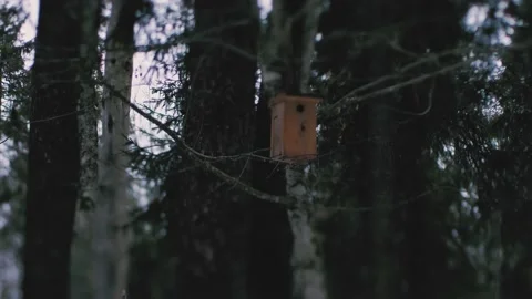 Birdcage, in the forest, in winter. Stock Footage 229187250