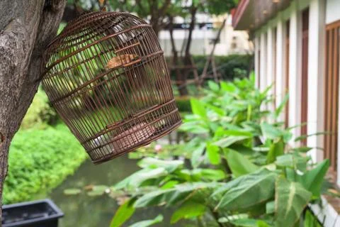 Birdcage hanging on the tree Stock Photos