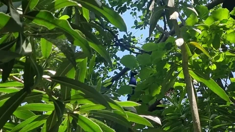 Birdcage setup in zoo or aviary enclosure Cyprus Stock Footage 328095248
