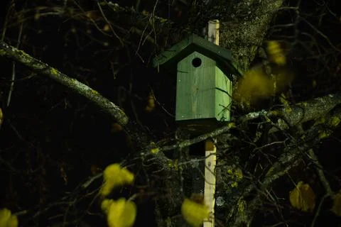 A birdcage in a tree in a dark evening. Фото