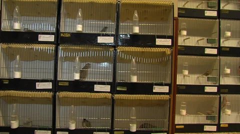 Birdcages at birdshow Stock Footage 32824336