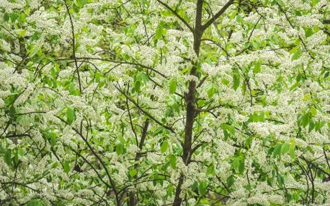 Birdcherry tree blossom Stock Photos
