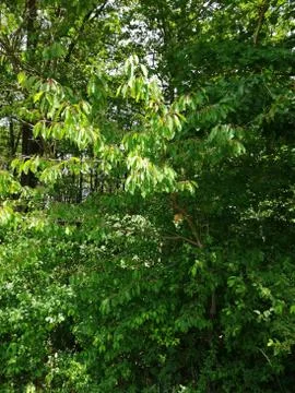 BIRDCHERRY-TREE  in forestground Stock Photos
