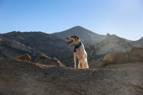Birddog Stock Photos