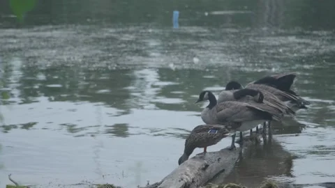 BirdDrinking 1 Stock Footage 218612650