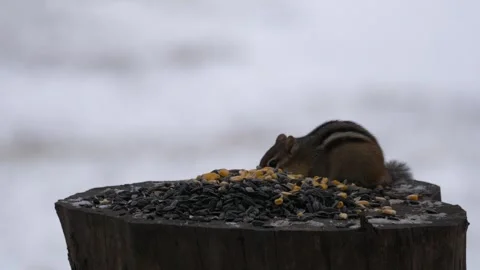 Birdfeeder Chipmunk Birds Wildlife Squirrel Backyard Stock Footage 324853705