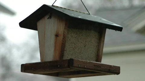 BirdFeeder Vidéo 90043