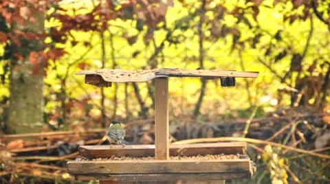 At the Birdfeeder Видео 9710267