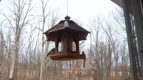 Birdfeeder Video stock 95595187