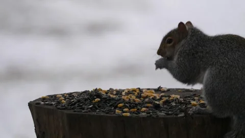 Birdfeeder Squirrel Birds Wildlife Backyard Stock Footage 324853996